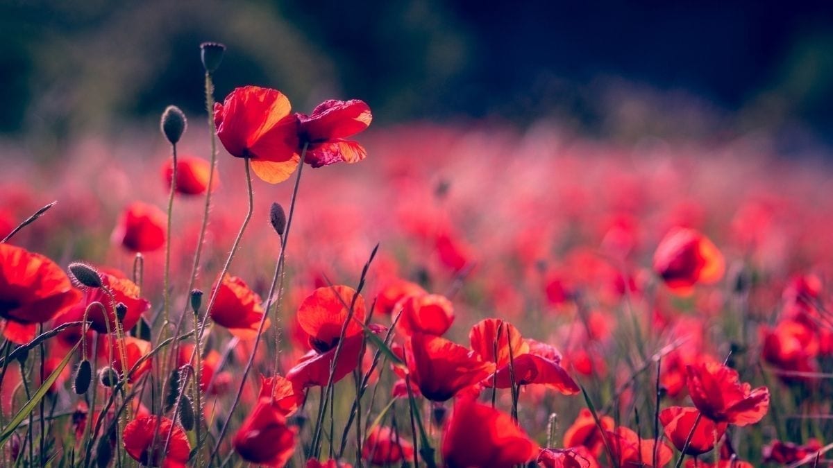 Poppies- Remembrance Day