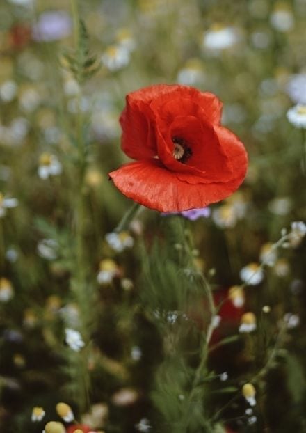 single poppy