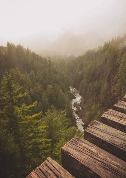 pacific northwest forest