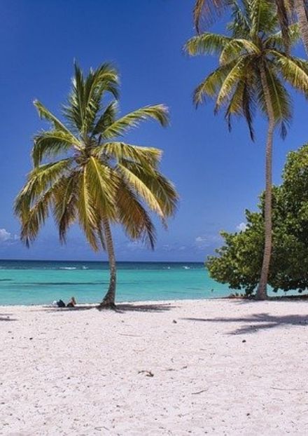 Sunny sandy beach with palm trees