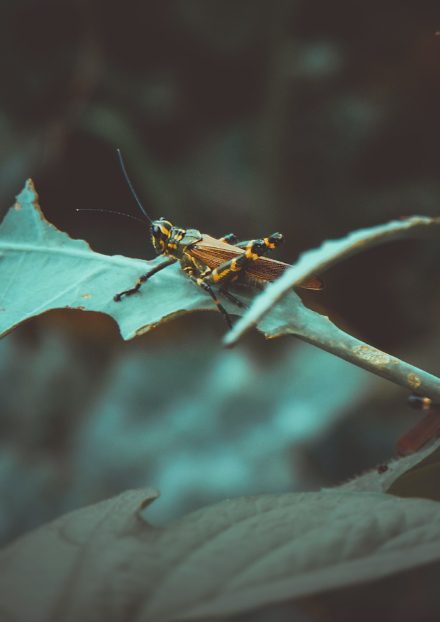 Grasshopper