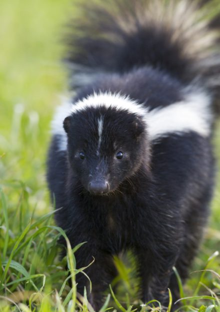 a skunk
